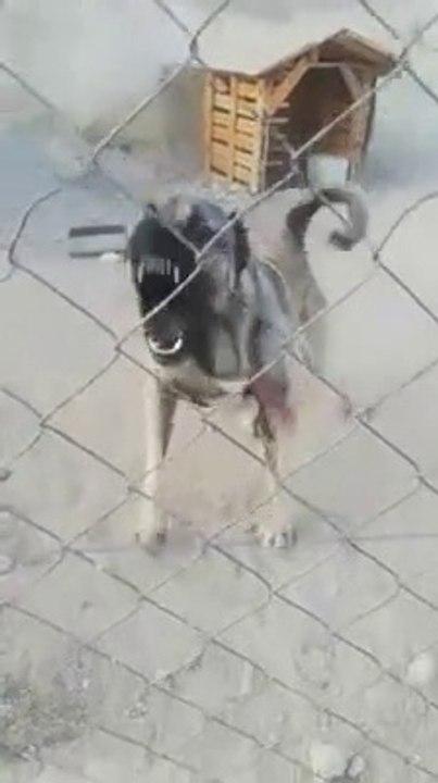 FULL ADAMCI ANADOLU COBAN KOPEGi - VERY ANGRY ANATOLiAN SHEPHERD DOG