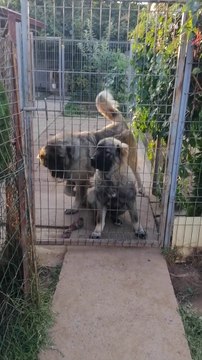 KAFKAS COBAN KOPEGi ve YAVRU - CAUCASiAN SHEPHERD DOG and PUPPY