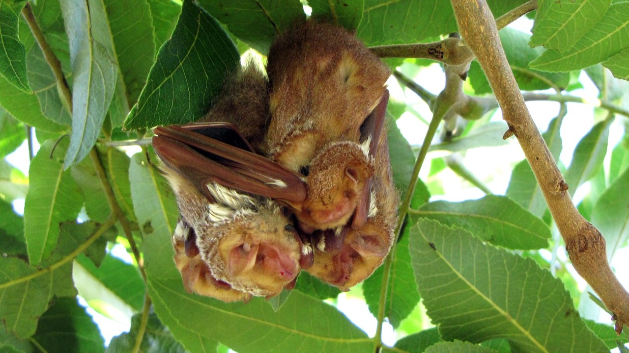 Bats |  why bats carry so many diseases in hindi | Why are bats important | How bats hunt | 2020