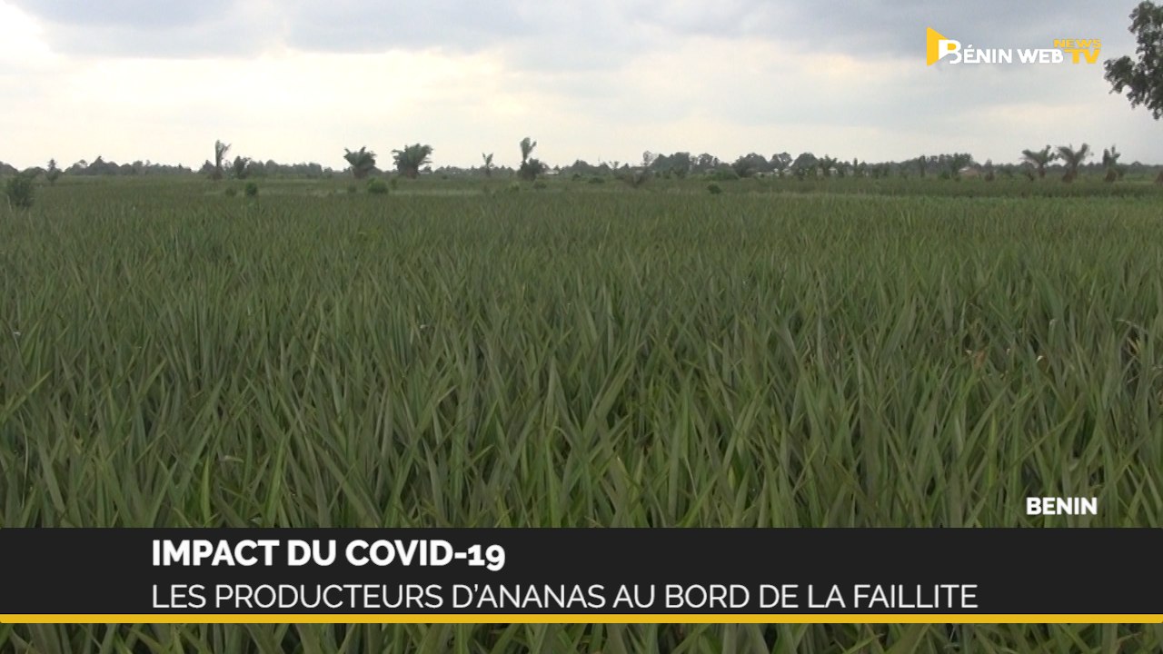 Covid-19 au Bénin: les producteurs d’ananas au bord de la faillite