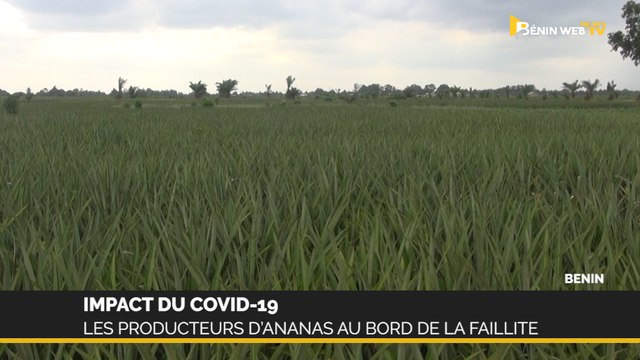Covid-19 au Bénin: les producteurs d’ananas au bord de la faillite