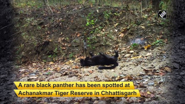 Rare black panther spotted in Chhattisgarh’s Achanakmar Tiger Reserve