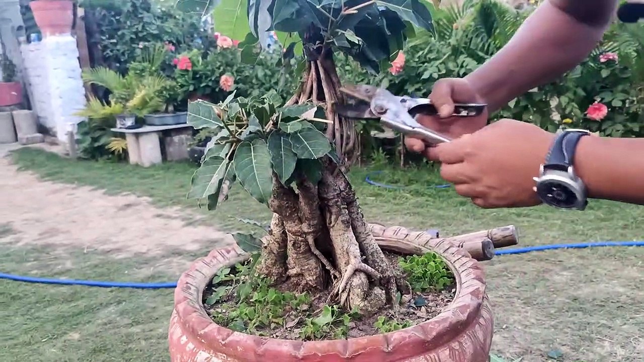 STYLING PILKHAN (FICUS VIRENS) BONSAI.