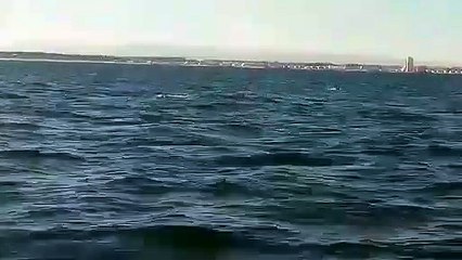 INSOLITE - Des dauphins à gogo dans l'Hérault