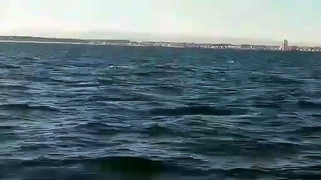 INSOLITE - Des dauphins à gogo dans l'Hérault