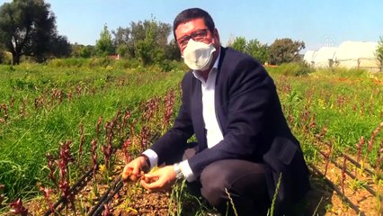 Muğla salep üretiminde söz sahibi olmak istiyor