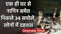 Bihar: Darbhanga में एक घर में नागिन समेत निकले 34 Snakes, लोगों में दहशत | वनइंडिया हिंदी