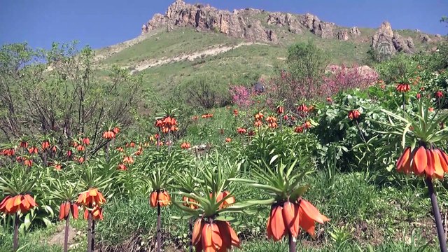 'Ağlayan gelinleri' görmek için 3 bin rakımlı yaylaya çıkıyorlar - HAKKARİ