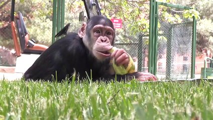 Şempanze 'Can' da uzun aradan sonra yuvasından çıktı - GAZİANTEP
