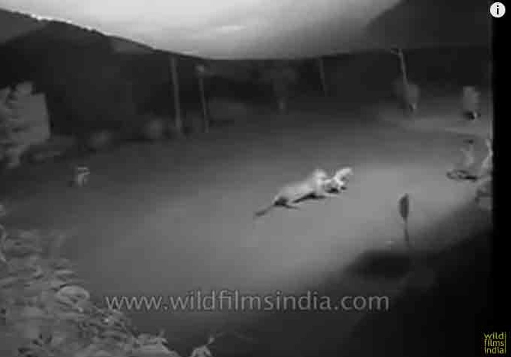 Leopard attacks and kills dog, on camera!