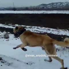 KANGAL KOPEGiNE UZUN KOSU SPORU - KANGAL DOG with EXERCiSE SPORT