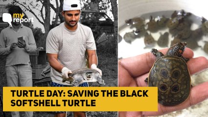 'Our Search for Endangered Black Softshell Turtle in the Brahmaputra'