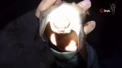 Bursa'da mağaraya girip eline aldığı yarasayı öptü