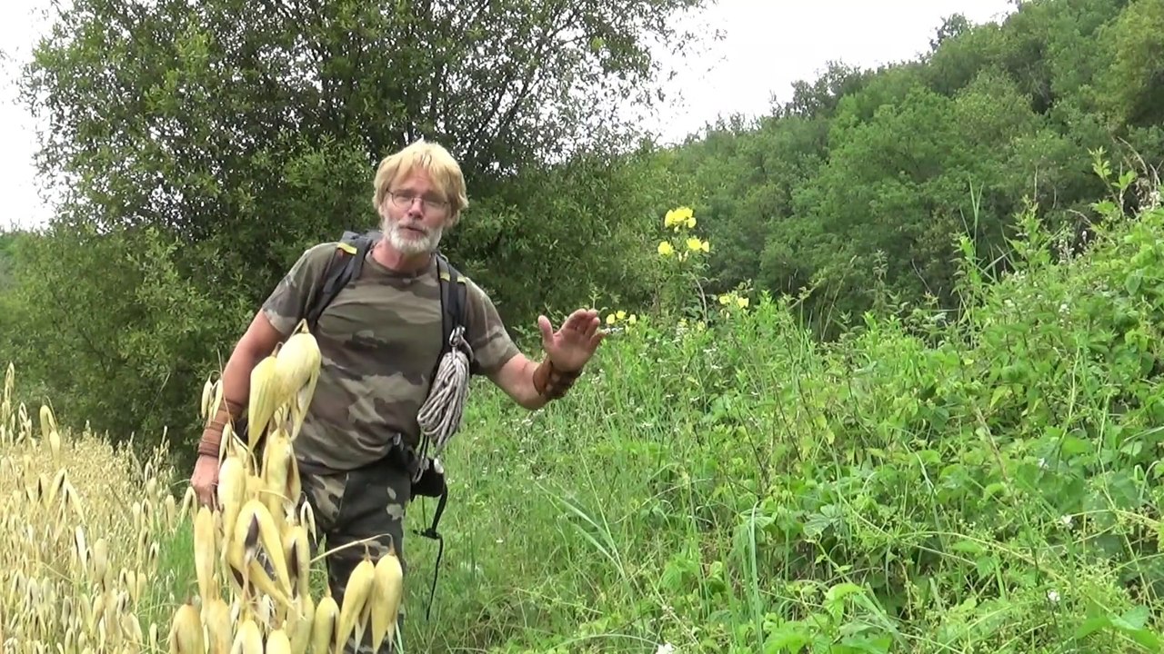 L'onagre plante de survie magnifique