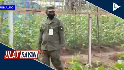 'Urban gardening', isinusulong ng DA at AFP