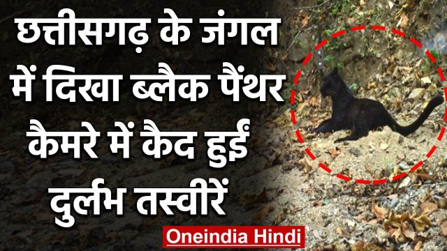 Chhattisgarh: Rare Black Panther spotted at Achanakmar Tiger Reserve in Bilaspur | वनइंडिया हिंदी