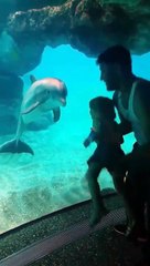 Une fillette fait rire un dauphin