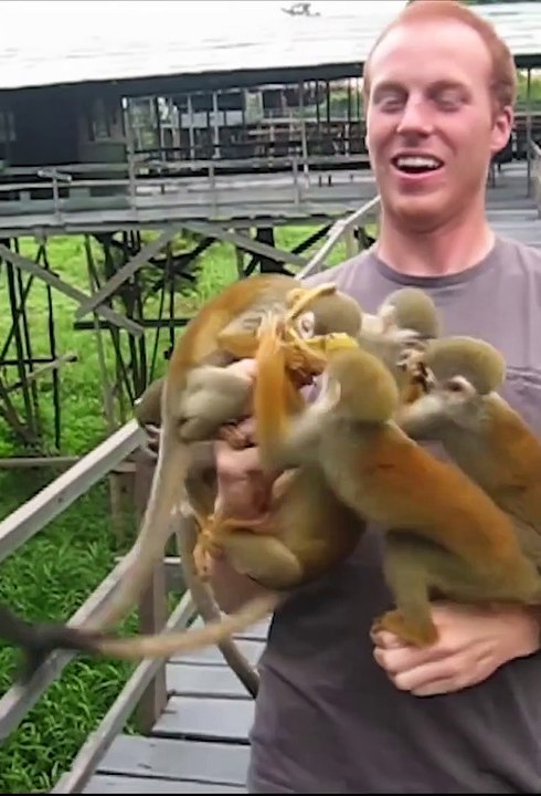 Pas si simple de nourrir des singes