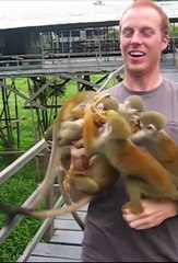 Pas si simple de nourrir des singes