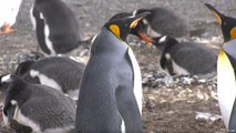 النفايات تهدد حياة البطريق في الارجنتين