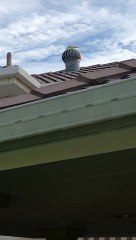 Short Billed Corella Creates Its Own Merry Go Round