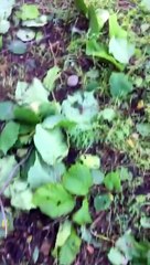 fırtına fındığı vurdu