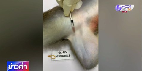 ทดลองฉีดวัคซีนโควิด-19 ชนิด mRNA ในลิงครั้งแรก