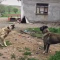 ESKi DAMAR KANGAL  KOPEKLERi ATISMA - KANGAL SHEPHERD DOG VS