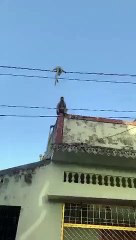 Monkey Saves Monkey. No One Cannot Replace Mother