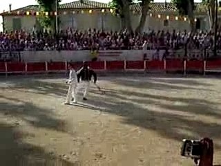 Course landaise 27aout 07 5 mm de jeux avec une vache libre