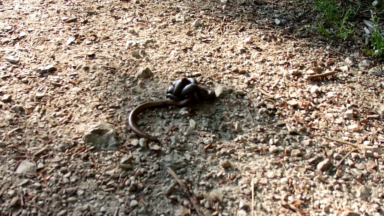 Smooth snake in battle