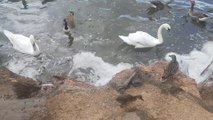 Swans invade feeding area for ducks food