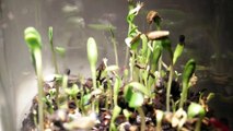 Seeds Growing - Slowmotion