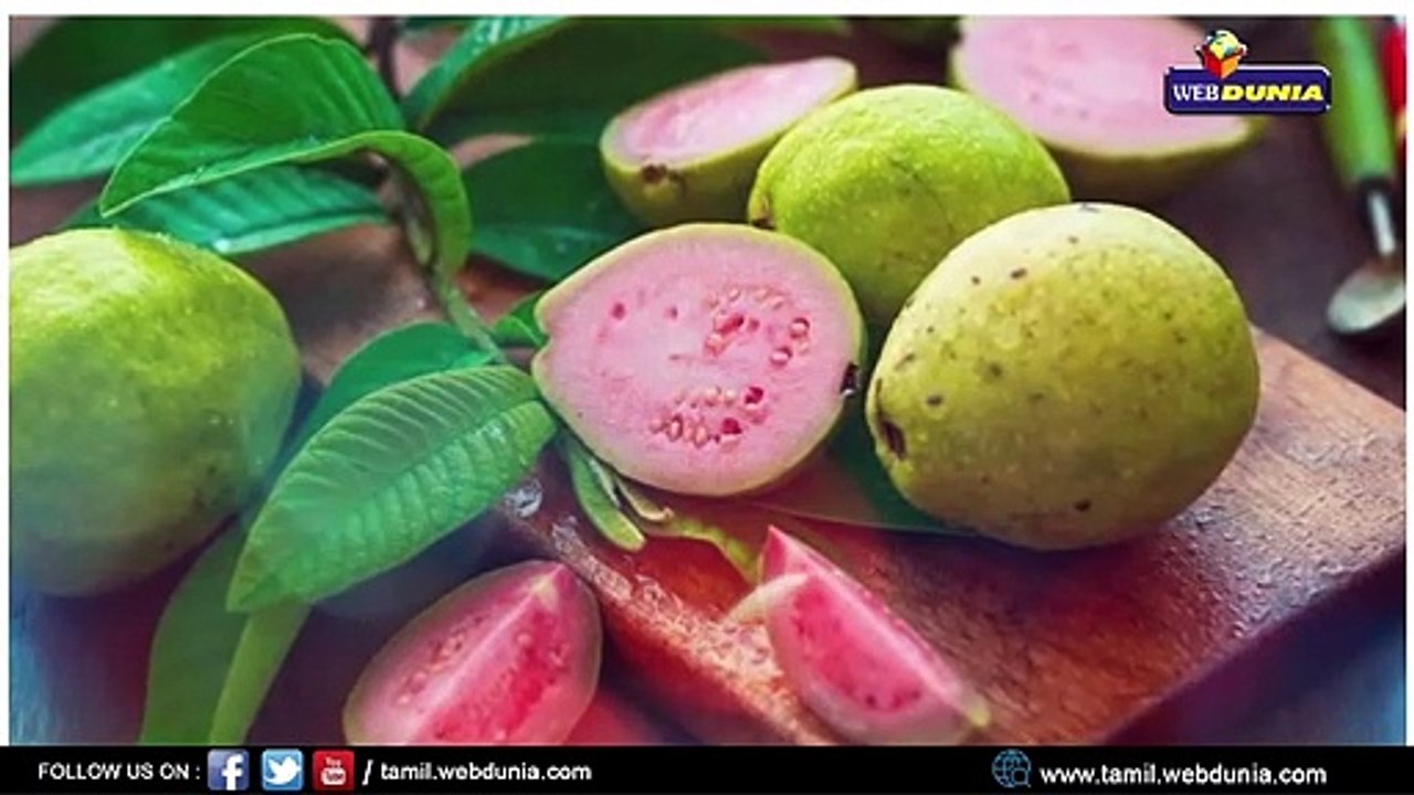 பல அதீத சத்துக்கள் நிறைந்த கொய்யா!