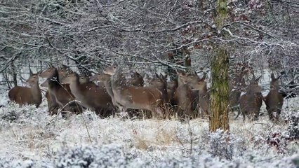 Deer Running with Frost Mist