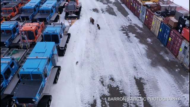 Alaskan Grizzly Bear Roaming with Cubs