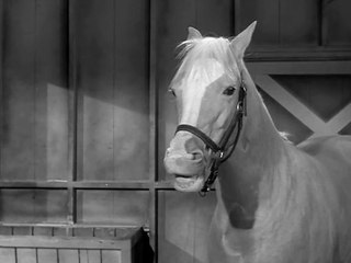 Mr. Ed - 039. Der Hypochonder