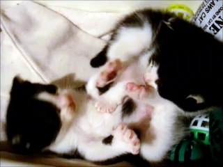25 Days Black and White Kittens Playing In Bed at 12 Midnight