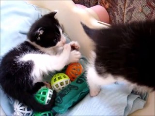 28 days Black and White Kittens Playing in daytime