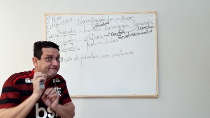 Filo Mollusca: Overview of Mollusks 🐚