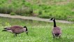 Geese grazing on grass next to a pond