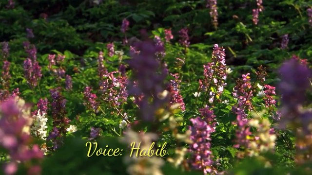 Maula ya salli wa sallim da iman ppular nasheed IIUrdu version II By Habib's SpaceIIVoice by Habib . .