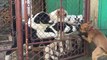 ALABAY YAVRULARI ATISMASI - ALABAi SHEPHERD DOG PUPPiES VS