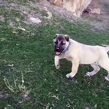 ANADOLU COBAN KOPEGi YAVRULARI AGIR CEKiM - ANATOLiAN SHEPHERD DOG PUPPiES SLOW MOTiON