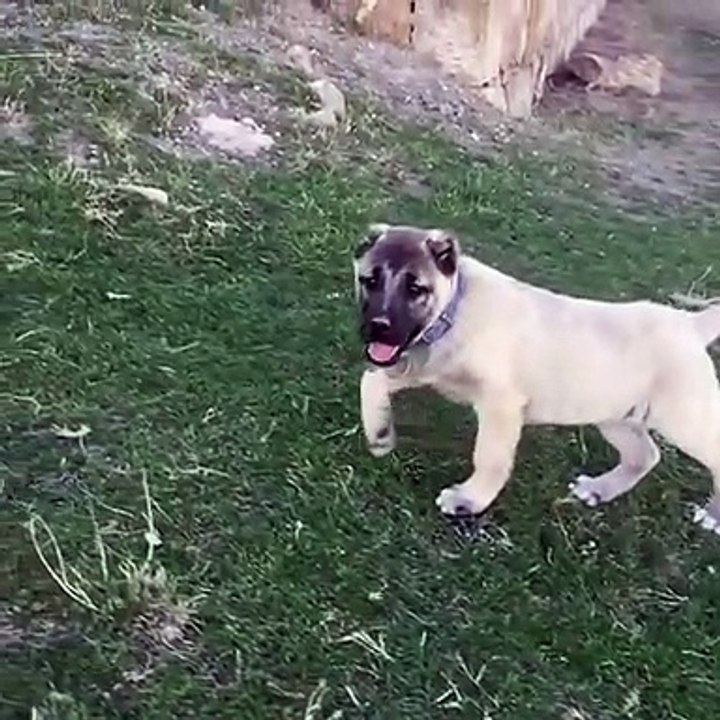 ANADOLU COBAN KOPEGi YAVRULARI AGIR CEKiM - ANATOLiAN SHEPHERD DOG PUPPiES SLOW MOTiON