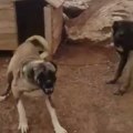 ANADOLU COBAN KOPEGi BARUT GiBi - VERY ANGRY AMATOLiAN SHEPHERD DOG