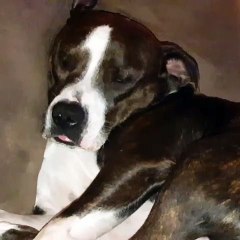 Sleepy Bruno the pitbull all comfy