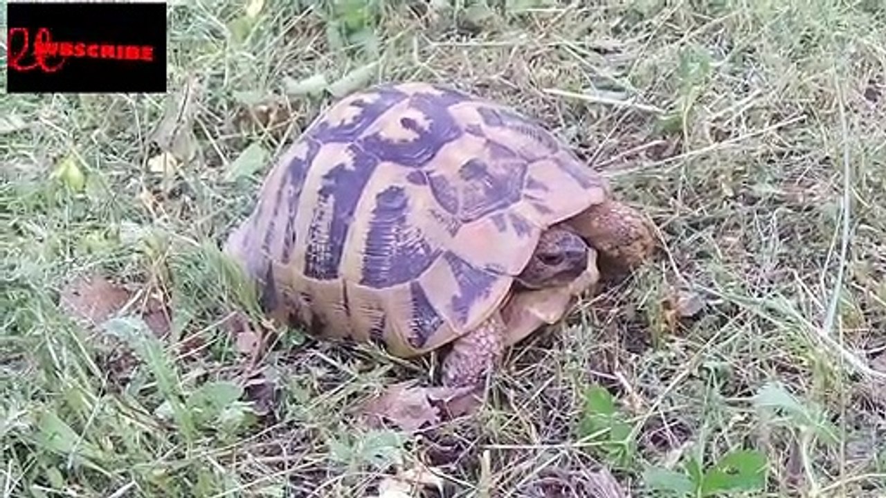scared turtle running
