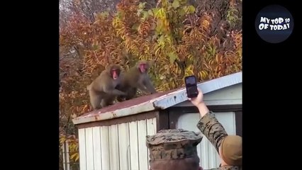 Look what monkey doing.....Funny animal..funy videos..MSP TV