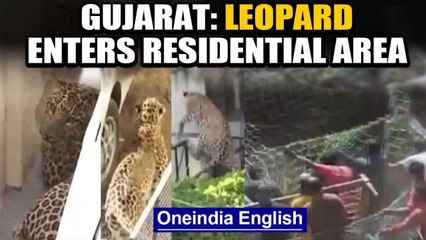 Download Video: Leopard enters residential area in Gujarat's Dahod, creates panic: watch | Oneindia News